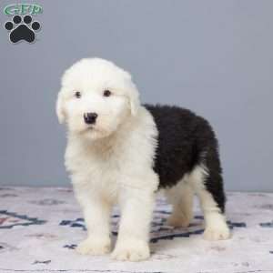 Mannie, Old English Sheepdog Puppy